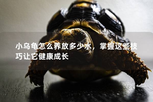 小乌龟怎么养放多少水，掌握这些技巧让它健康成长