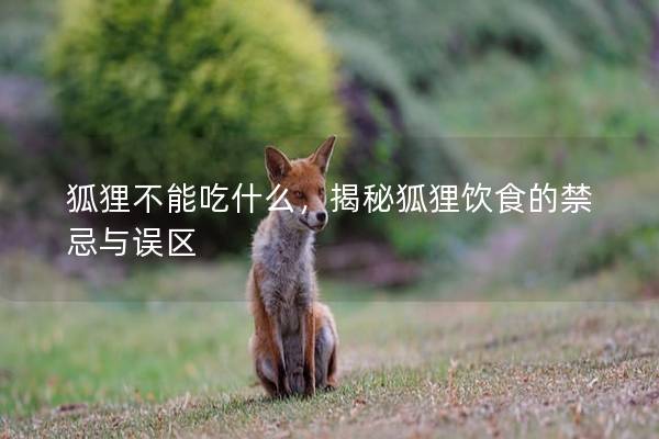 狐狸不能吃什么，揭秘狐狸饮食的禁忌与误区