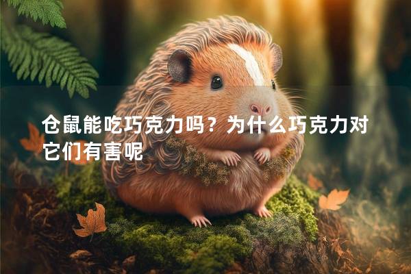 仓鼠能吃巧克力吗？为什么巧克力对它们有害呢