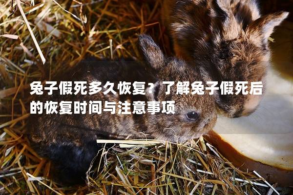 兔子假死多久恢复？了解兔子假死后的恢复时间与注意事项