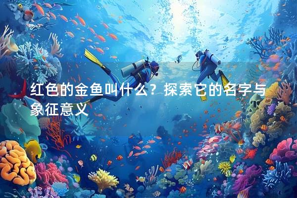 红色的金鱼叫什么？探索它的名字与象征意义