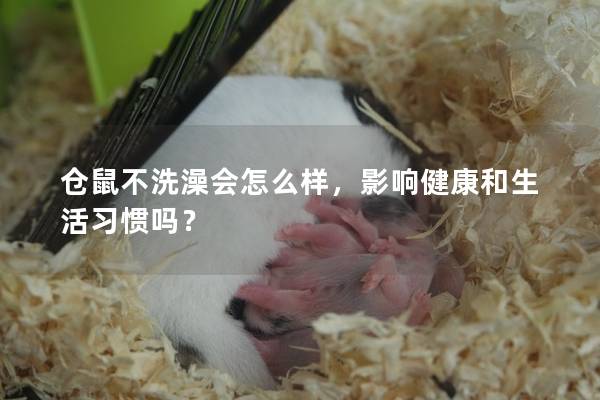 仓鼠不洗澡会怎么样，影响健康和生活习惯吗？