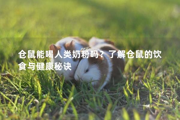 仓鼠能喝人类奶粉吗？了解仓鼠的饮食与健康秘诀
