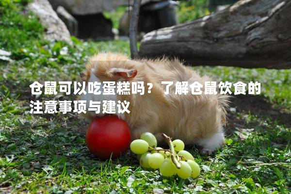 仓鼠可以吃蛋糕吗？了解仓鼠饮食的注意事项与建议