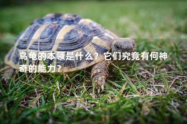 乌龟的本领是什么？它们究竟有何神奇的能力？