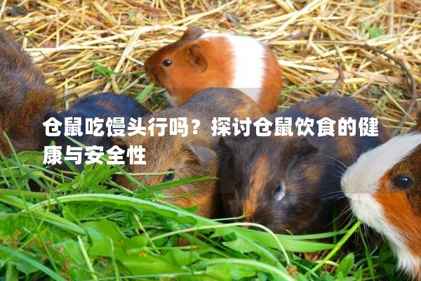 仓鼠吃馒头行吗？探讨仓鼠饮食的健康与安全性