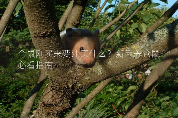 仓鼠刚买来要注意什么？新手养仓鼠必看指南