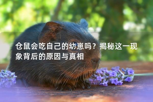 仓鼠会吃自己的幼崽吗？揭秘这一现象背后的原因与真相