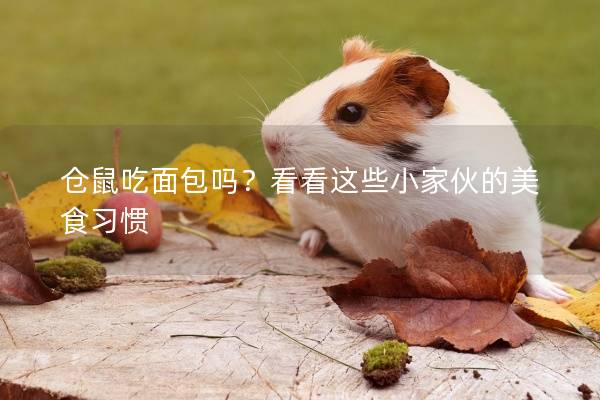 仓鼠吃面包吗？看看这些小家伙的美食习惯