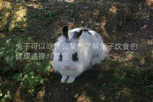 兔子可以吃什么菜？了解兔子饮食的健康选择与禁忌