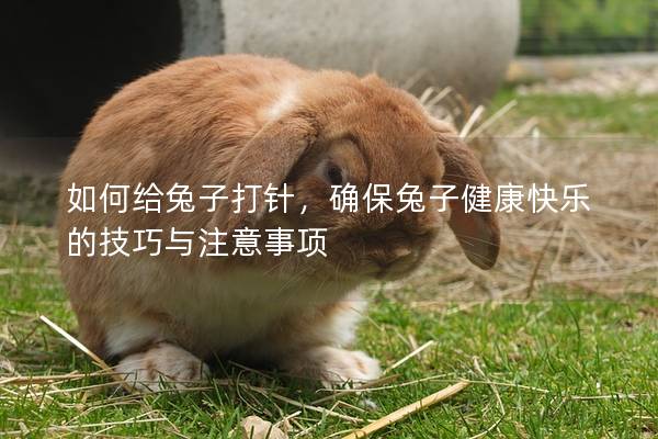 如何给兔子打针，确保兔子健康快乐的技巧与注意事项
