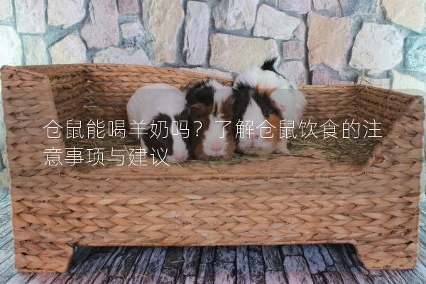 仓鼠能喝羊奶吗？了解仓鼠饮食的注意事项与建议