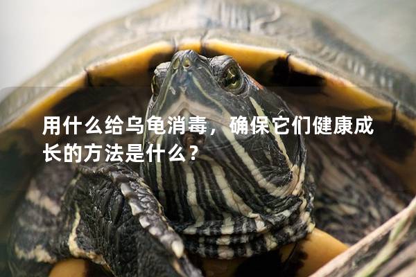 用什么给乌龟消毒，确保它们健康成长的方法是什么？
