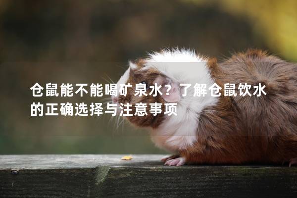 仓鼠能不能喝矿泉水？了解仓鼠饮水的正确选择与注意事项