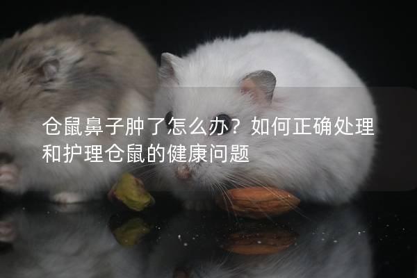 仓鼠鼻子肿了怎么办？如何正确处理和护理仓鼠的健康问题