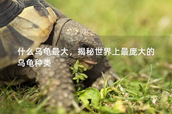 什么乌龟最大，揭秘世界上最庞大的乌龟种类