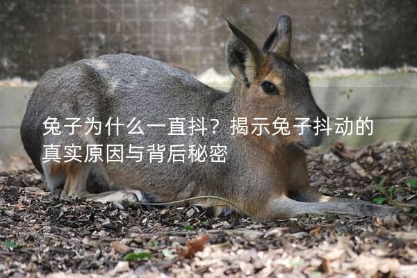 兔子为什么一直抖？揭示兔子抖动的真实原因与背后秘密