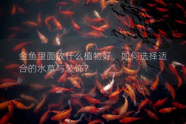 金鱼里面放什么植物好，如何选择适合的水草与装饰？