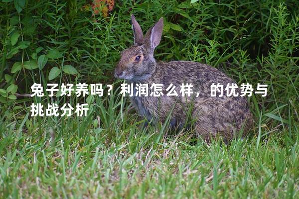 兔子好养吗？利润怎么样，的优势与挑战分析