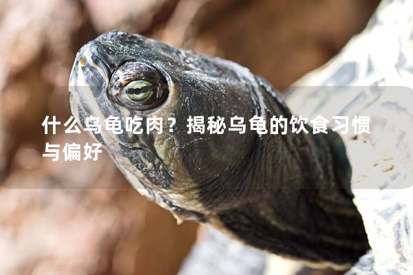 什么乌龟吃肉？揭秘乌龟的饮食习惯与偏好