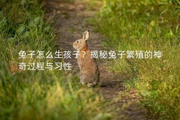 兔子怎么生孩子？揭秘兔子繁殖的神奇过程与习性