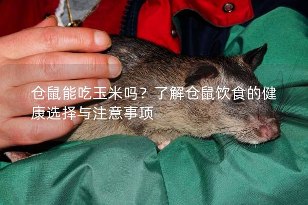 仓鼠能吃玉米吗？了解仓鼠饮食的健康选择与注意事项