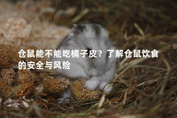 仓鼠能不能吃橘子皮？了解仓鼠饮食的安全与风险