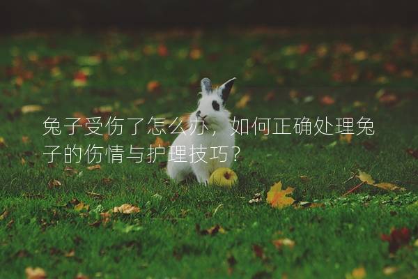 兔子受伤了怎么办，如何正确处理兔子的伤情与护理技巧？