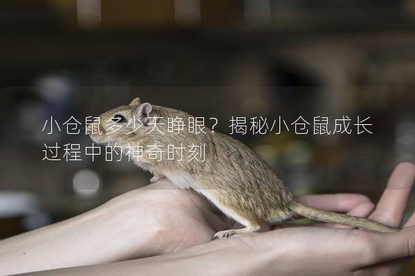 小仓鼠多少天睁眼？揭秘小仓鼠成长过程中的神奇时刻