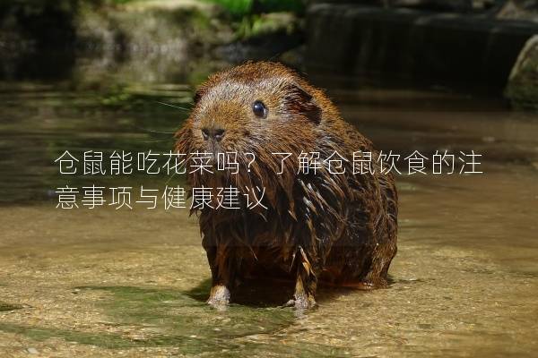 仓鼠能吃花菜吗？了解仓鼠饮食的注意事项与健康建议