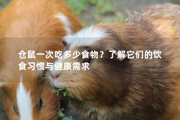 仓鼠一次吃多少食物？了解它们的饮食习惯与健康需求