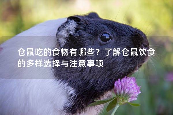 仓鼠吃的食物有哪些？了解仓鼠饮食的多样选择与注意事项
