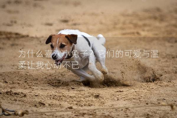 为什么喜欢小兔子？它们的可爱与温柔让我心动不已