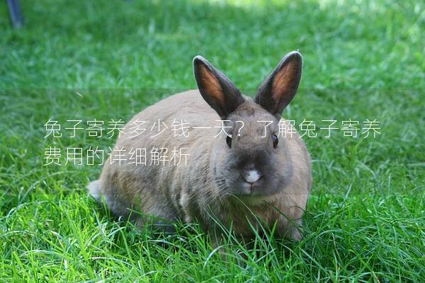 兔子寄养多少钱一天？了解兔子寄养费用的详细解析