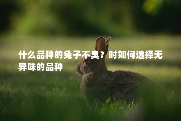 什么品种的兔子不臭？时如何选择无异味的品种