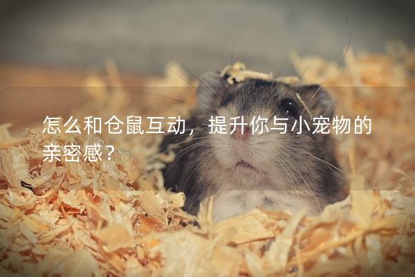 怎么和仓鼠互动，提升你与小宠物的亲密感？