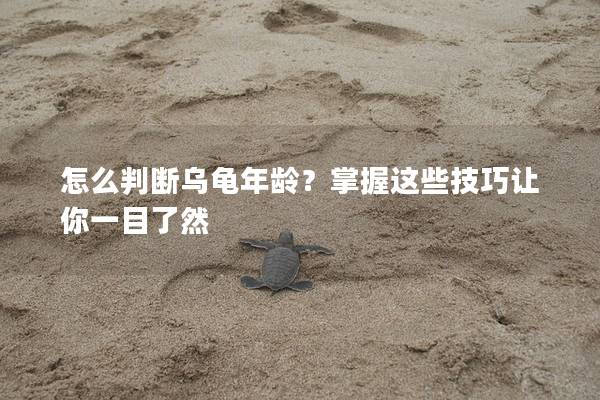 怎么判断乌龟年龄？掌握这些技巧让你一目了然
