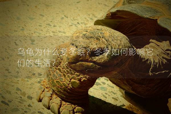 乌龟为什么要冬眠？冬季如何影响它们的生活？
