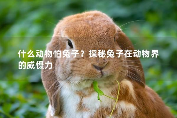 什么动物怕兔子？探秘兔子在动物界的威慑力