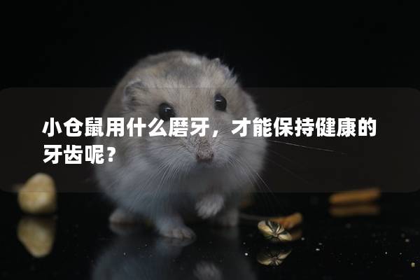 小仓鼠用什么磨牙，才能保持健康的牙齿呢？