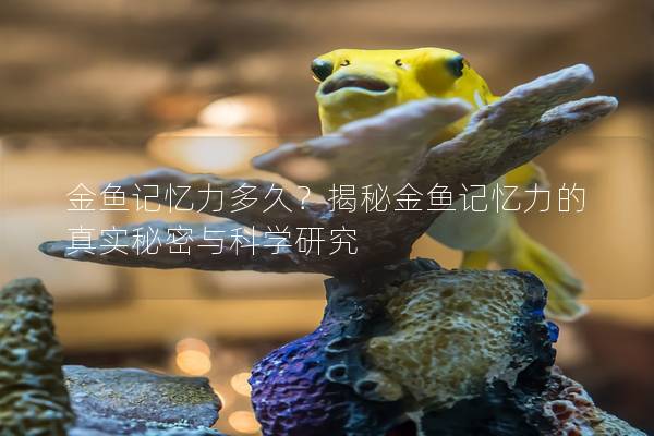 金鱼记忆力多久？揭秘金鱼记忆力的真实秘密与科学研究