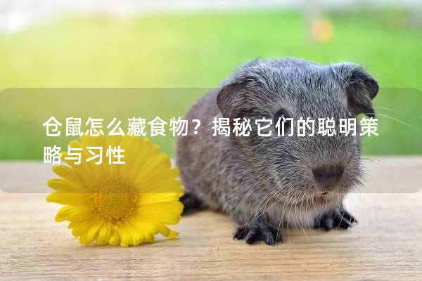 仓鼠怎么藏食物？揭秘它们的聪明策略与习性