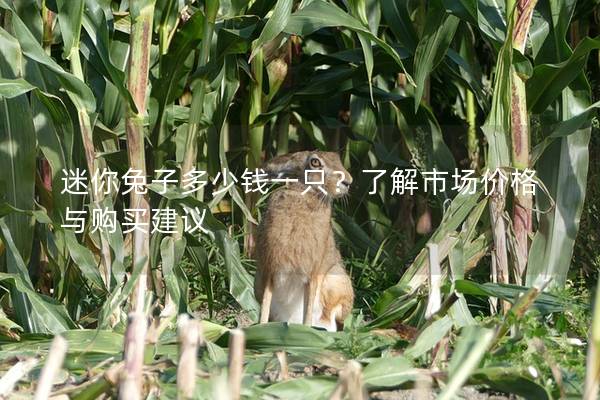 迷你兔子多少钱一只？了解市场价格与购买建议