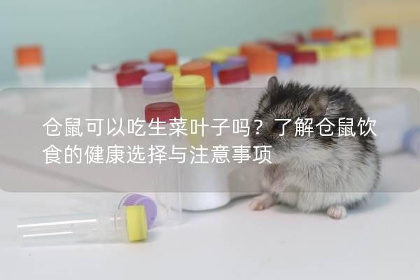 仓鼠可以吃生菜叶子吗？了解仓鼠饮食的健康选择与注意事项