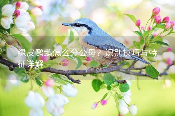 绿皮鹦鹉怎么分公母？识别技巧与特征详解