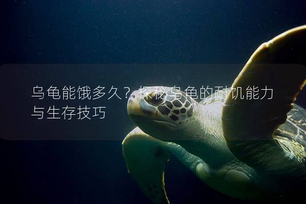 乌龟能饿多久？探秘乌龟的耐饥能力与生存技巧