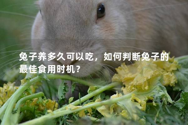 兔子养多久可以吃，如何判断兔子的最佳食用时机？