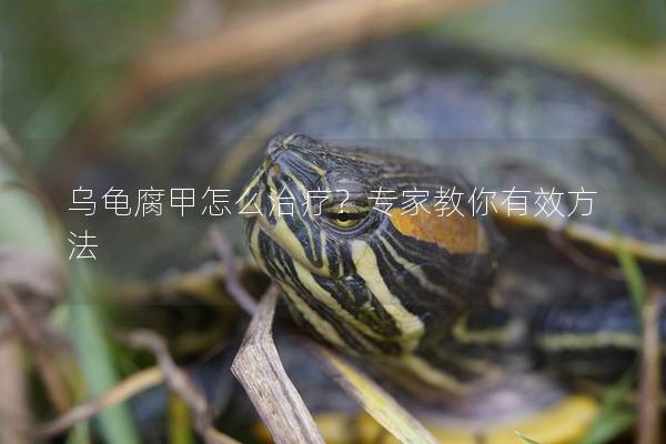 乌龟腐甲怎么治疗？专家教你有效方法