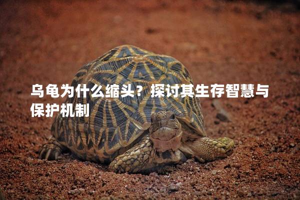 乌龟为什么缩头？探讨其生存智慧与保护机制