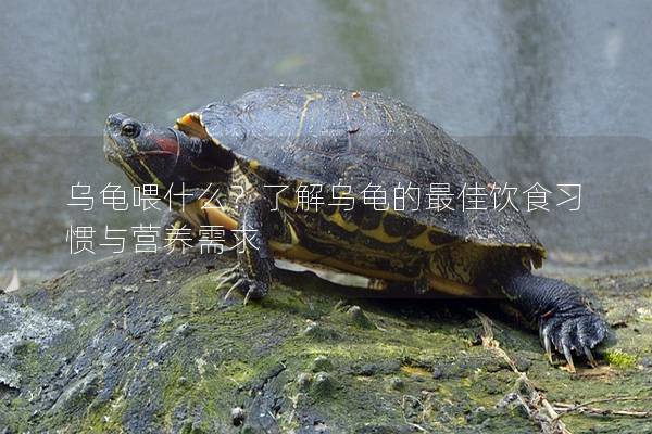 乌龟喂什么？了解乌龟的最佳饮食习惯与营养需求